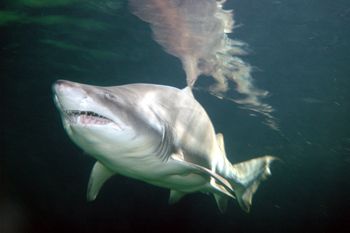 Sand Tiger. Nice reflection on the surface. Nikon D70. by Grant Kennedy 
